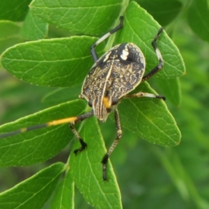 Poecilometis sp. (genus) at Dunlop, ACT - 19 Feb 2021