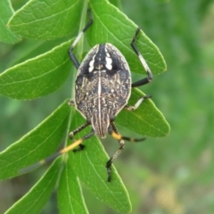 Poecilometis sp. (genus) at Dunlop, ACT - 19 Feb 2021