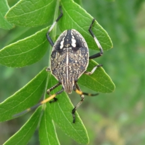 Poecilometis sp. (genus) at Dunlop, ACT - 19 Feb 2021 01:33 PM