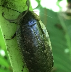 Laxta sp. (genus) (Bark cockroach) at Acton, ACT - 20 Feb 2021 by Tapirlord