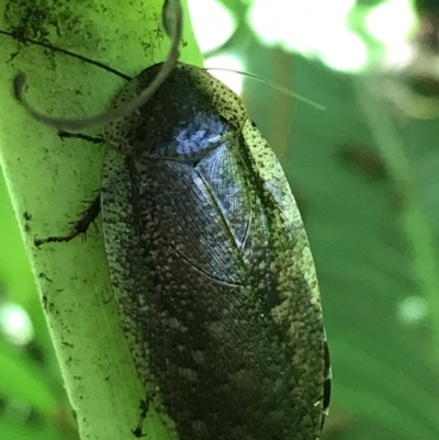Laxta sp. (genus) (Bark cockroach) at ANBG - 20 Feb 2021 by Tapirlord