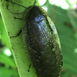 Laxta sp. (genus) at Acton, ACT - 20 Feb 2021 11:54 AM