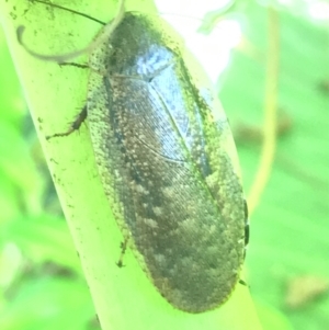 Laxta sp. (genus) at Acton, ACT - 20 Feb 2021 11:54 AM