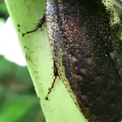 Laxta sp. (genus) at Acton, ACT - 20 Feb 2021