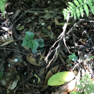 Hedera sp. (helix or hibernica) at ANBG - 20 Feb 2021 11:57 AM