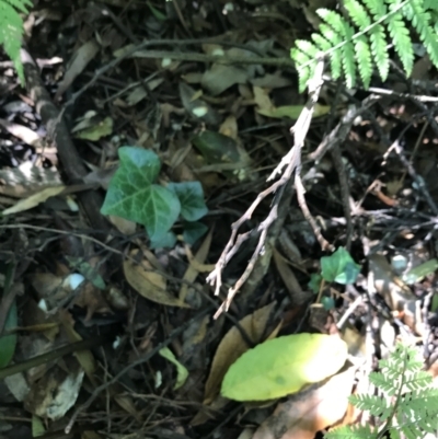 Hedera helix (Ivy) at Acton, ACT - 20 Feb 2021 by Tapirlord