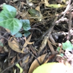 Hedera sp. (helix or hibernica) at ANBG - 20 Feb 2021 11:57 AM