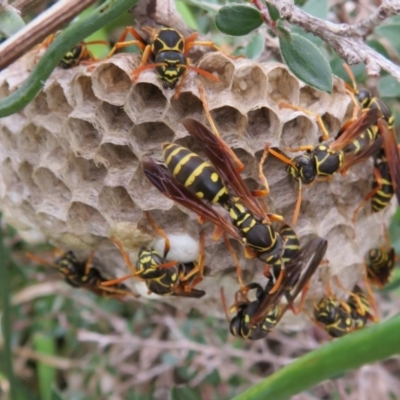 Polistes (Polistes) chinensis (Asian paper wasp) at Dunlop, ACT - 19 Feb 2021 by Christine