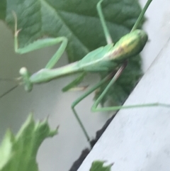 Mantidae (family) adult or nymph at Garran, ACT - 20 Feb 2021