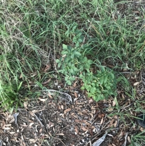 Solanum lycopersicum at Hughes, ACT - 20 Feb 2021