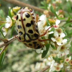 Neorrhina punctatum (Spotted flower chafer) at Dunlop, ACT - 19 Feb 2021 by Christine