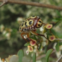 Neorrhina punctata at Dunlop, ACT - 19 Feb 2021