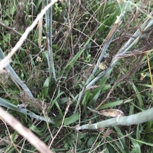 Foeniculum vulgare at Hughes, ACT - 20 Feb 2021