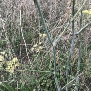 Foeniculum vulgare at Hughes, ACT - 20 Feb 2021 07:50 PM