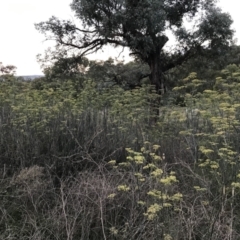 Foeniculum vulgare at Hughes, ACT - 20 Feb 2021