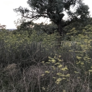 Foeniculum vulgare at Hughes, ACT - 20 Feb 2021 07:50 PM