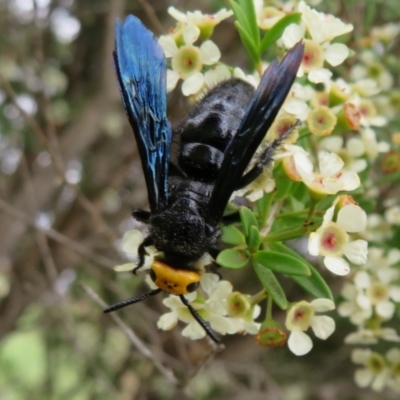 Scolia (Discolia) verticalis (Yellow-headed hairy flower wasp) at Dunlop, ACT - 19 Feb 2021 by Christine