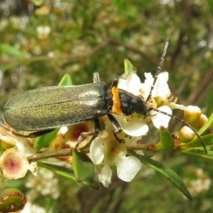 Chauliognathus lugubris at Dunlop, ACT - 19 Feb 2021