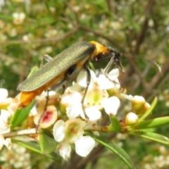 Chauliognathus lugubris at Dunlop, ACT - 19 Feb 2021