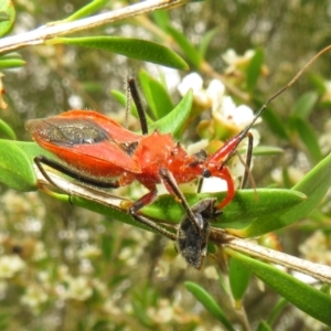 Gminatus australis at Dunlop, ACT - 19 Feb 2021 01:53 PM