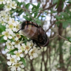 Rutilia (Grapholostylum) 'micans' at Dunlop, ACT - 19 Feb 2021