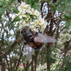 Rutilia (Grapholostylum) 'micans' at Dunlop, ACT - 19 Feb 2021