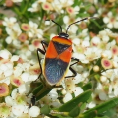 Dindymus versicolor (Harlequin Bug) at Dunlop, ACT - 19 Feb 2021 by Christine