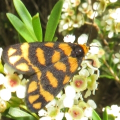 Asura lydia (Lydia Lichen Moth) at Dunlop, ACT - 19 Feb 2021 by Christine