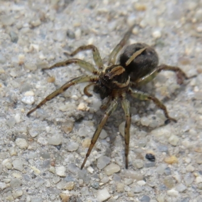 Lycosidae (family) (Wolf spider) at Dunlop, ACT - 19 Feb 2021 by Christine