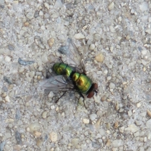 Lucilia sp. (genus) at Dunlop, ACT - 19 Feb 2021 02:18 PM