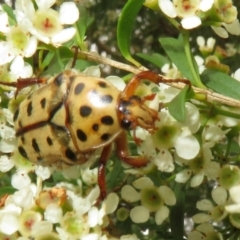 Neorrhina punctatum (Spotted flower chafer) at Dunlop, ACT - 19 Feb 2021 by Christine