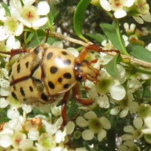 Neorrhina punctata at Dunlop, ACT - 19 Feb 2021