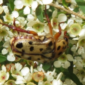 Neorrhina punctata at Dunlop, ACT - 19 Feb 2021