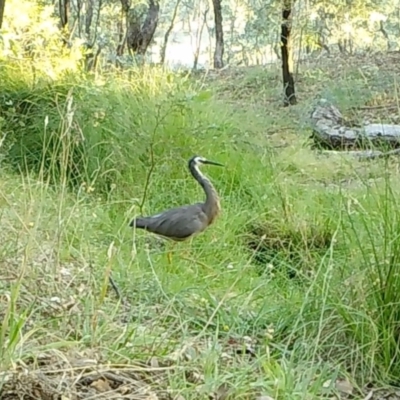 Egretta novaehollandiae (White-faced Heron) at Yass River, NSW - 22 Feb 2021 by SenexRugosus