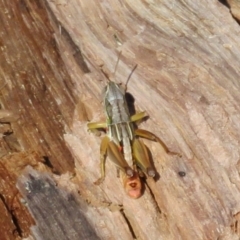 Kosciuscola cognatus (A grasshopper) at Bimberi Nature Reserve - 19 Feb 2021 by Christine