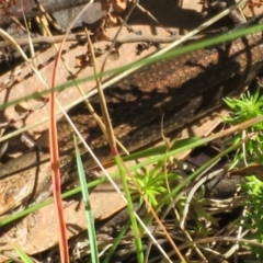 Pseudemoia entrecasteauxii (Woodland Tussock-skink) at Cotter River, ACT - 20 Feb 2021 by Christine
