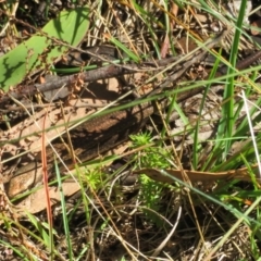 Pseudemoia entrecasteauxii at Cotter River, ACT - 20 Feb 2021 11:11 AM