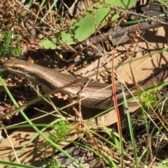 Pseudemoia entrecasteauxii at Cotter River, ACT - 20 Feb 2021