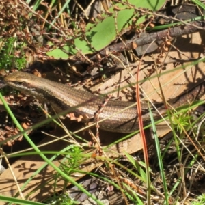 Pseudemoia entrecasteauxii at Cotter River, ACT - 20 Feb 2021