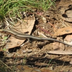 Pseudemoia entrecasteauxii at Cotter River, ACT - 20 Feb 2021 11:11 AM