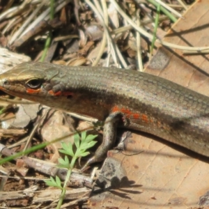 Pseudemoia entrecasteauxii at Cotter River, ACT - 20 Feb 2021 11:11 AM