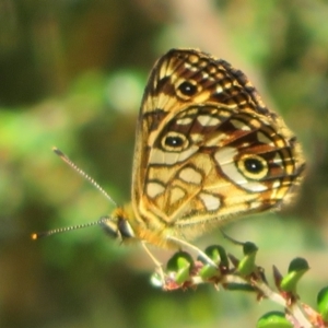 Oreixenica lathoniella at Cotter River, ACT - 20 Feb 2021 11:05 AM