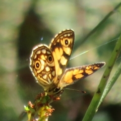 Oreixenica lathoniella at Cotter River, ACT - 20 Feb 2021 11:05 AM