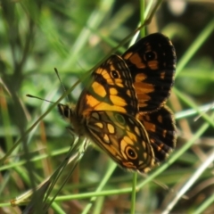 Oreixenica lathoniella at Cotter River, ACT - 20 Feb 2021 11:05 AM