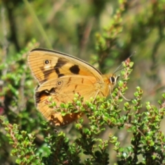 Heteronympha penelope (Shouldered Brown) at Cotter River, ACT - 19 Feb 2021 by Christine