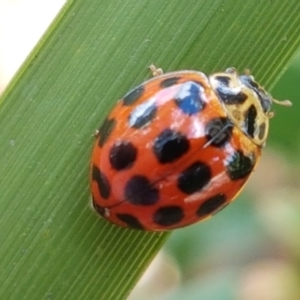 Harmonia conformis at Lyneham Wetland - 22 Feb 2021 02:51 PM