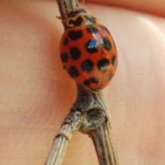 Harmonia conformis at Lyneham Wetland - 22 Feb 2021