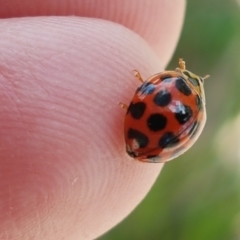 Harmonia conformis at Lyneham Wetland - 22 Feb 2021 02:51 PM