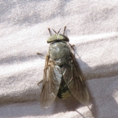 Tabanidae (family) (Unidentified march or horse fly) at Brindabella, ACT - 20 Feb 2021 by Christine