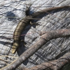 Pseudemoia entrecasteauxii at Cotter River, ACT - 20 Feb 2021